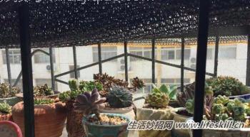 种植多肉植物要注意的4个要点