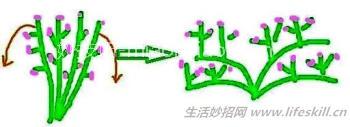 图解花卉修剪的方法