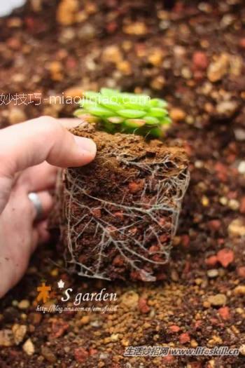 多肉植物营养配土的做法